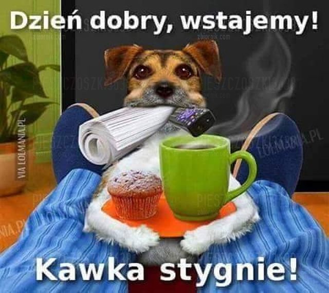 ZDJ 6.jpg - Pieszczoszki3638