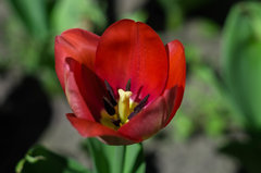 A pszczoły śpią...