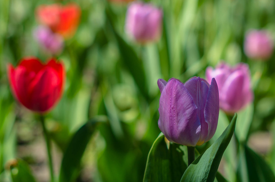 W fiolecie mu do twarzy?? - mystic