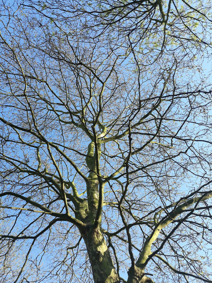 20180420_181053.jpg - amellkaaa