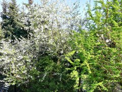 Jest szansa na wisniowke