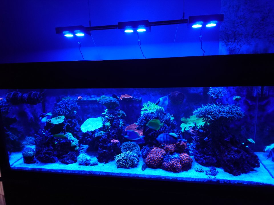 DSC_1443.JPG - barti_uk