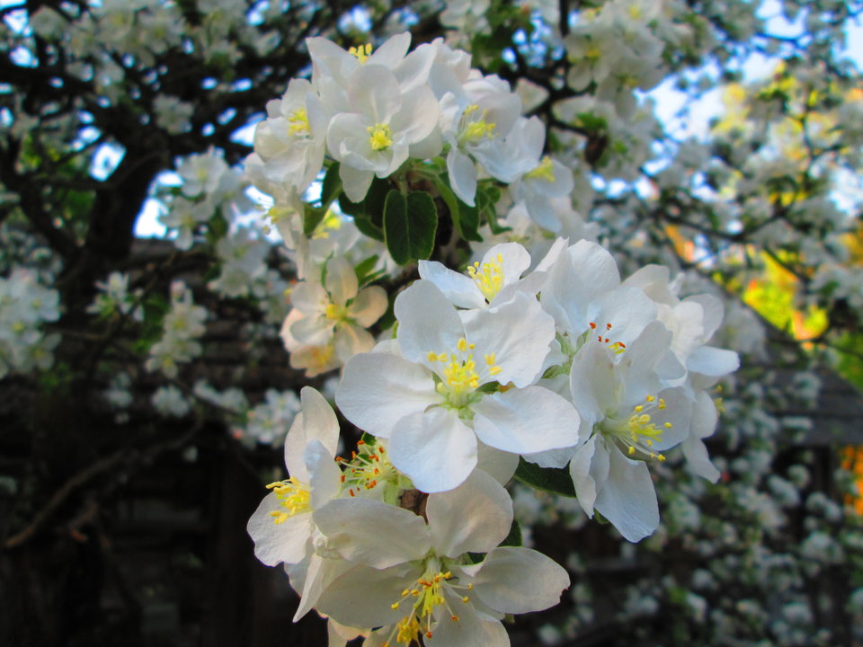 Obraz 028.jpg - DajeWam