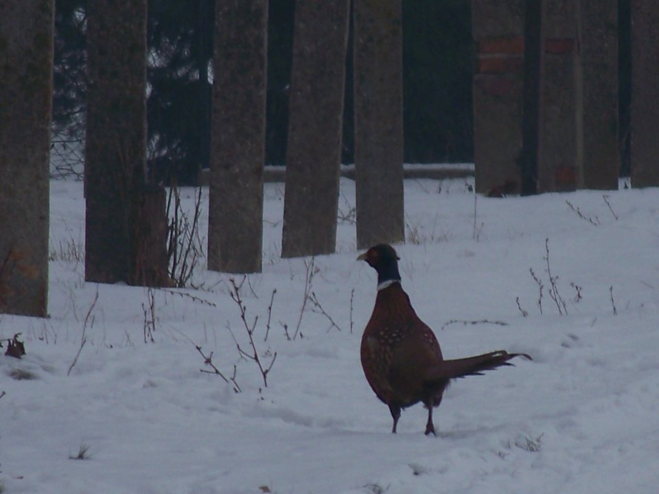 zdjęcie 031.jpg - Wampired