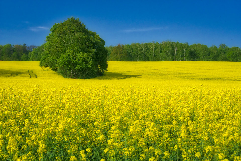 _DSC7635.jpeg - marquiz