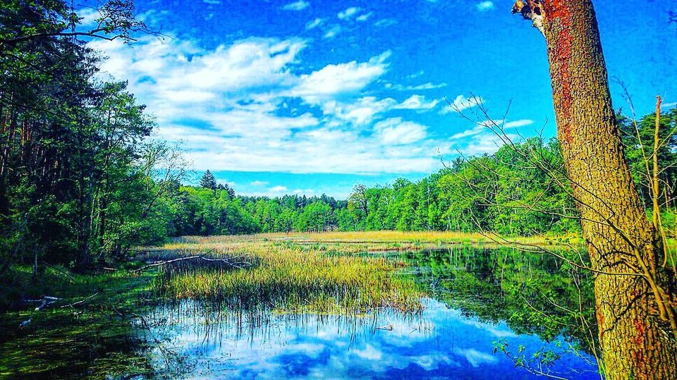 31706603_1879472488753987_7659525945610469376_o.jpg - Mekagojiranogyakushu