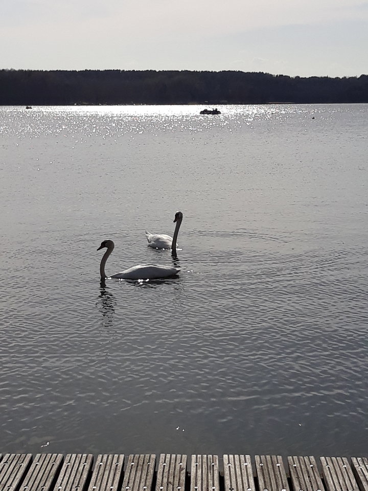 20180415_154954.jpg - wirtualna11