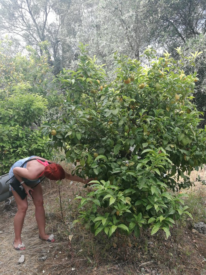 IMG_20180503_152227.jpg - Swingersii