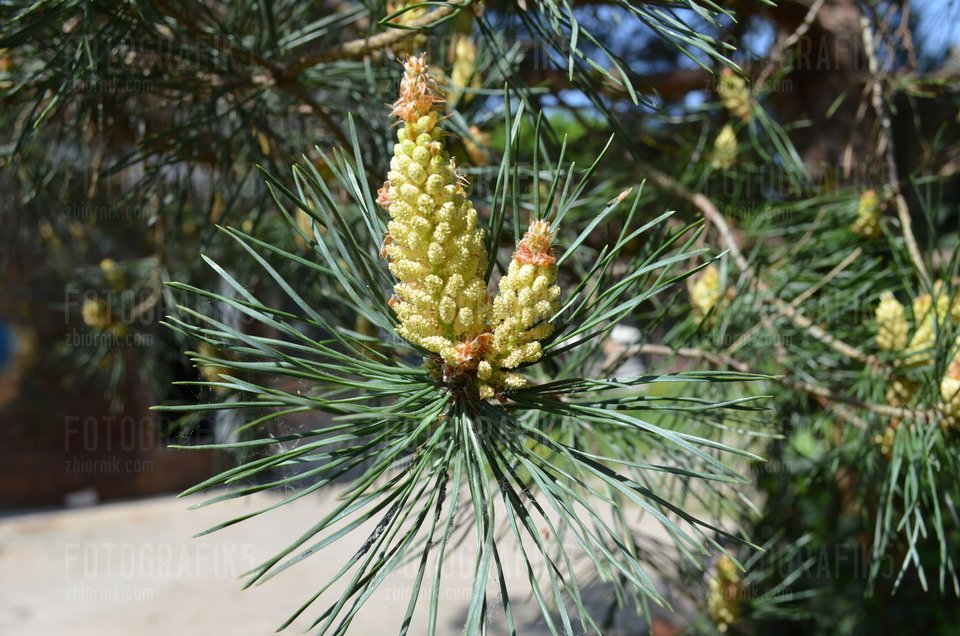 DSC_0016.JPG - fotografik5