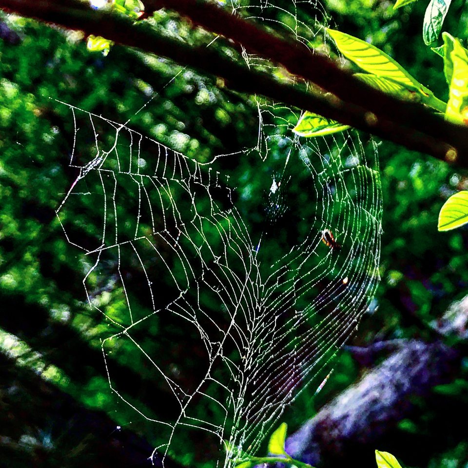 1A22F826-A725-4D94-8B5A-9A10217EB9CC.jpeg - Mekagojiranogyakushu