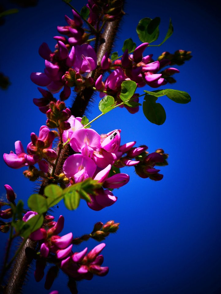 P1010611a.jpg - FoKam431