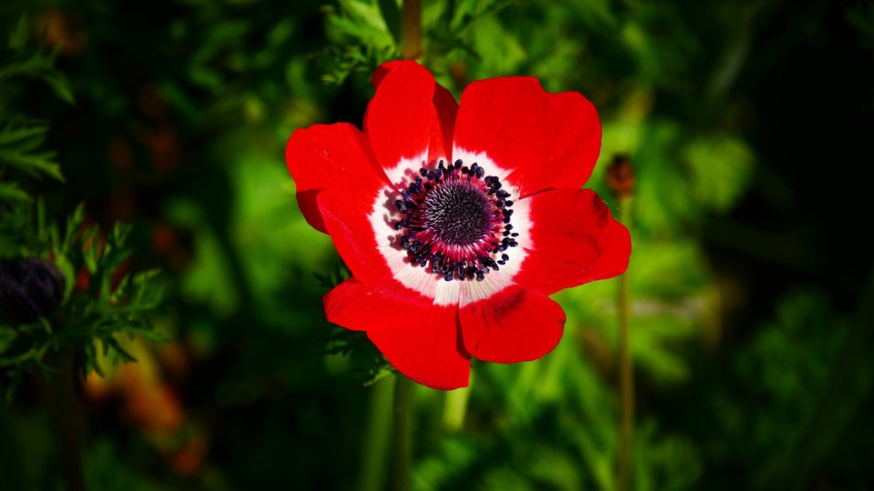 P1010614a.jpg - FoKam431