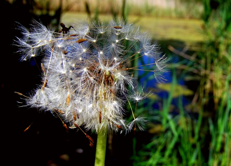 Rozdmuchany dmuchawiec.  - adresat