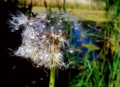 Rozdmuchany dmuchawiec. 