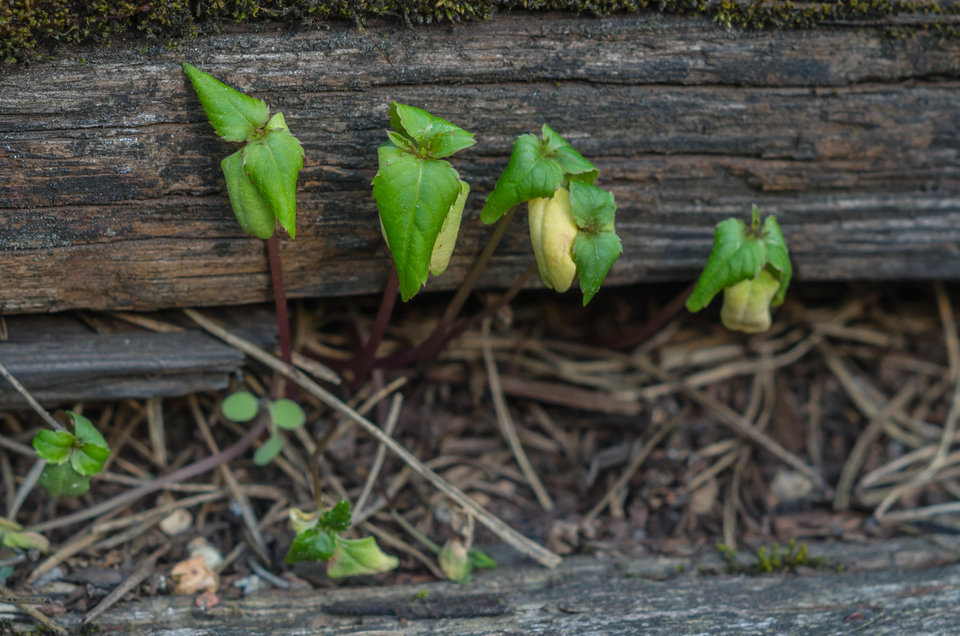 W dechę rosną - mystic