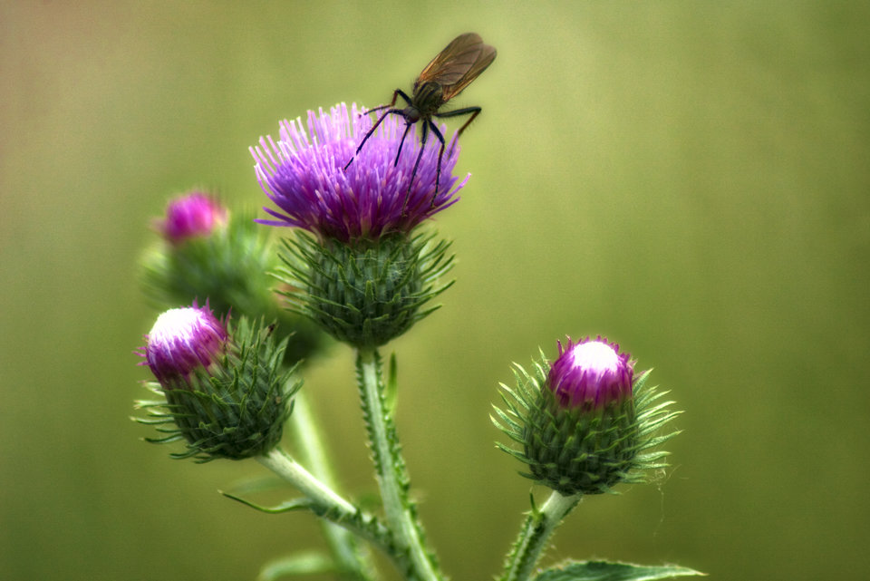 _DSC9495.jpeg - marquiz