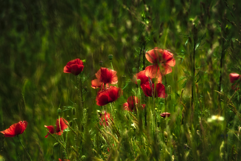 _DSC9450.jpeg - marquiz