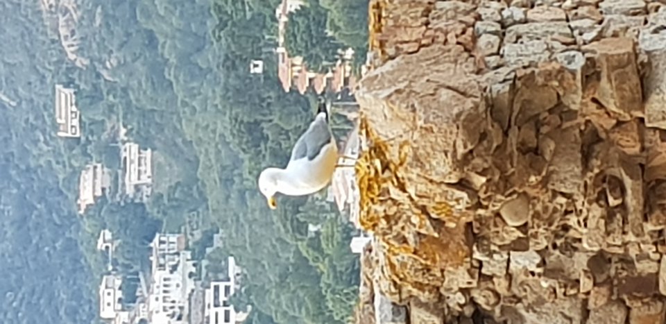 20180517_200712.jpg - faryl82