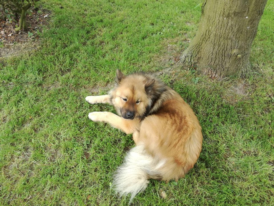 IMG_20180518_144123.jpg - Eurydyka2956