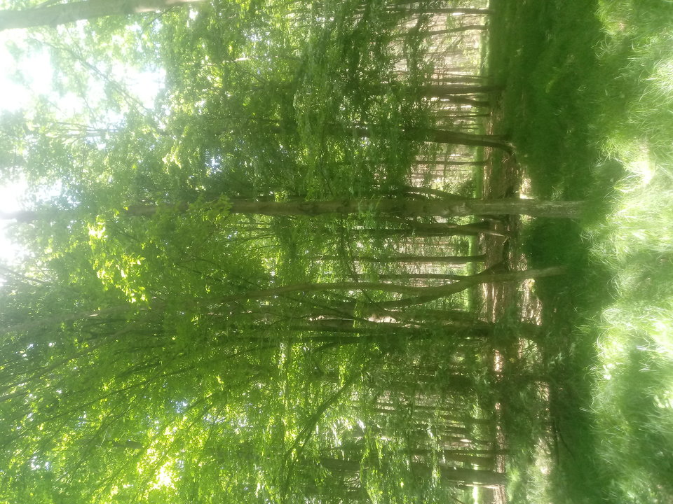 20180521_140131.jpg - parafig