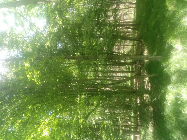 parafig