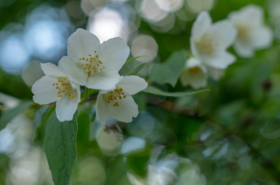Pod światło - mystic