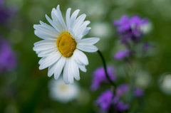 Prawie jak stokrotka