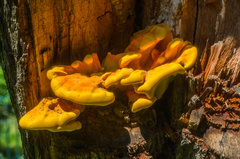 Nie wszystko złoto, co się świeci