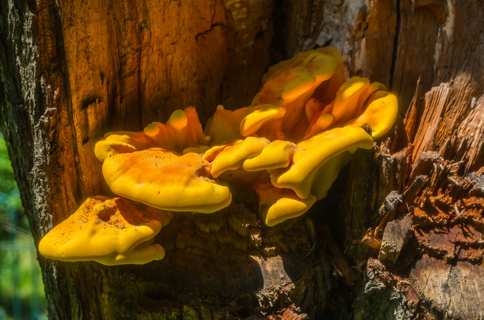 Nie wszystko złoto, co się świeci - mystic