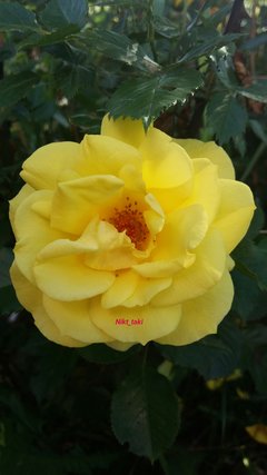 Hej  Mamuśki 😊 Wszystkiego Najlepszego życzę.  On