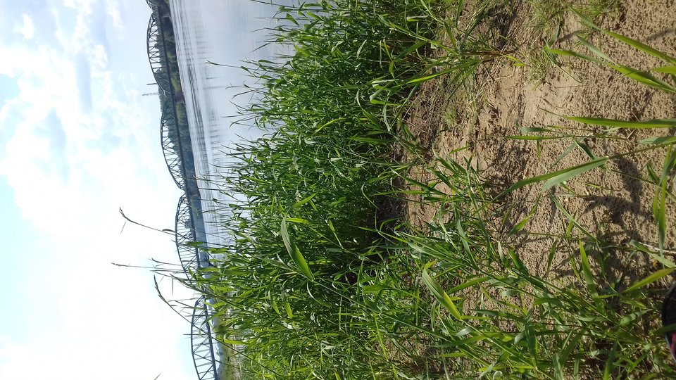 1527425461457-73092808.jpg - skorka75