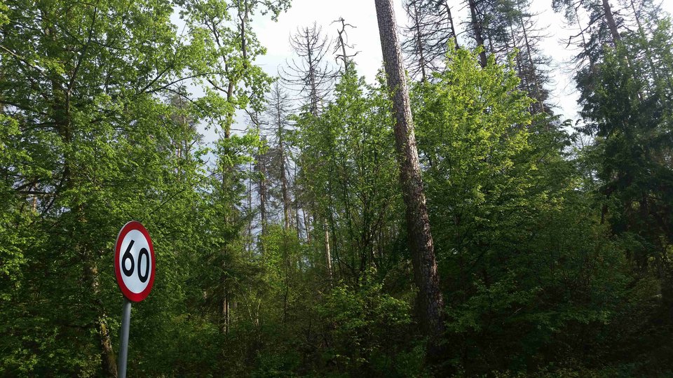 20180518_162954a.jpg - skrad_dleihs