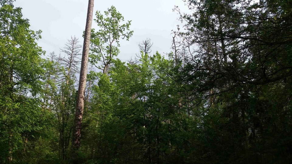 20180518_163007a.jpg - skrad_dleihs