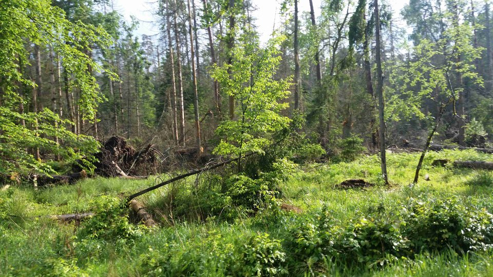 20180518_163229a.jpg - skrad_dleihs