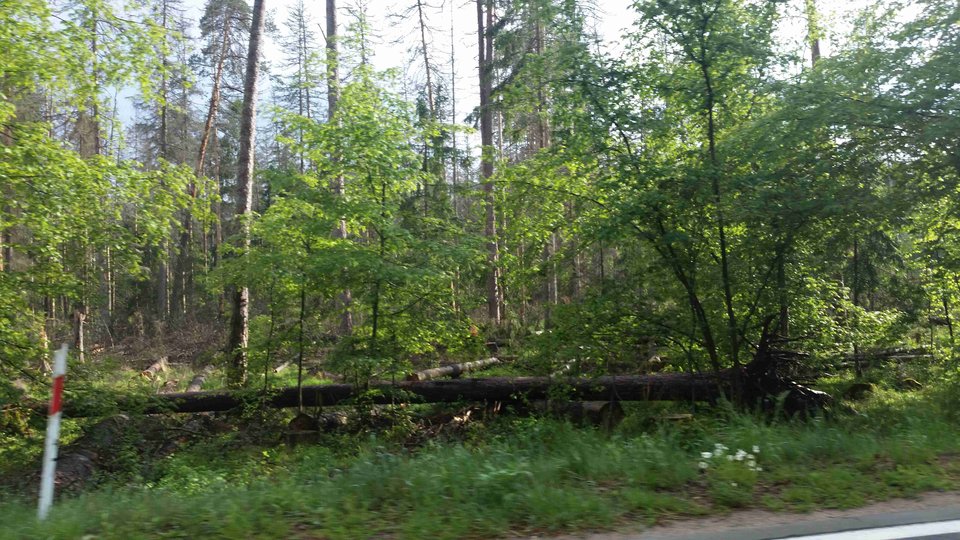 20180518_163212a.jpg - skrad_dleihs