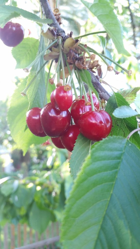 20180523_181058.jpg - skrad_dleihs