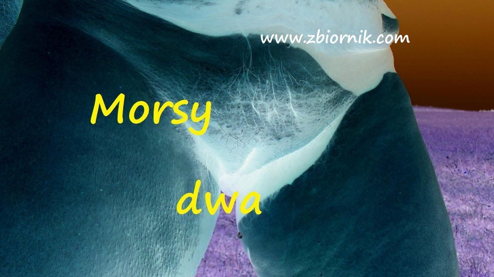 Sesja z cipką w roli głownej. - Morsy_dwa