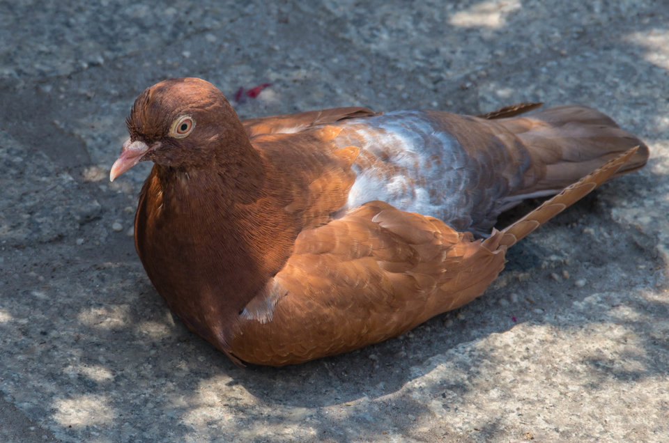 Rudy w cieniu - mystic