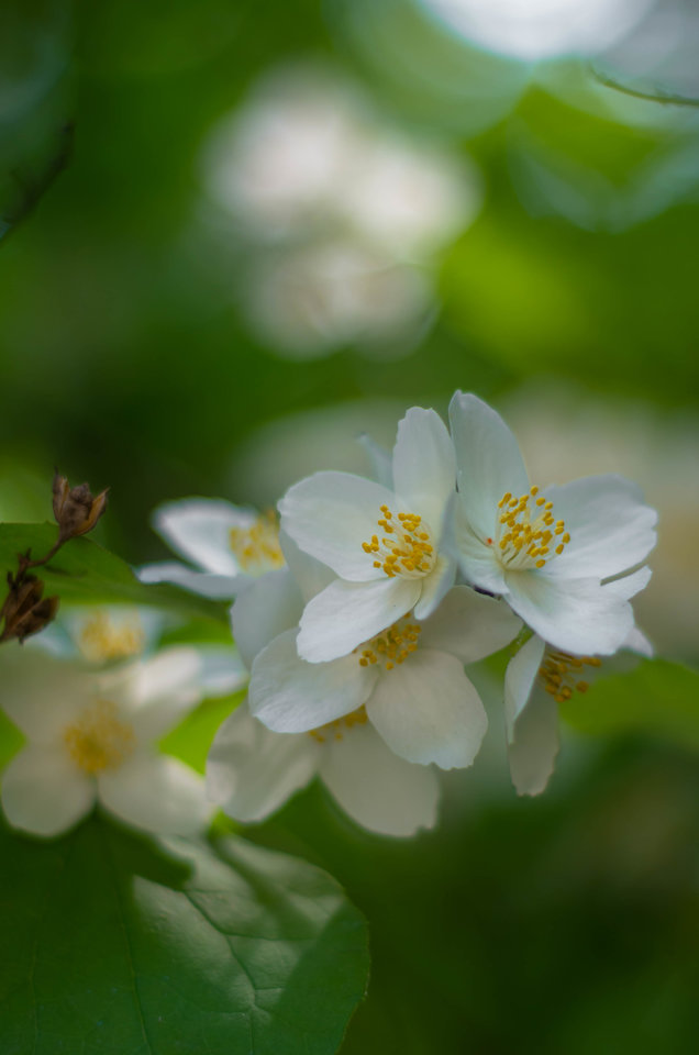 Z mgiełką nieostrości - mystic