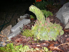 Czy ktoś widzi jakieś podobieństwo ....JPG