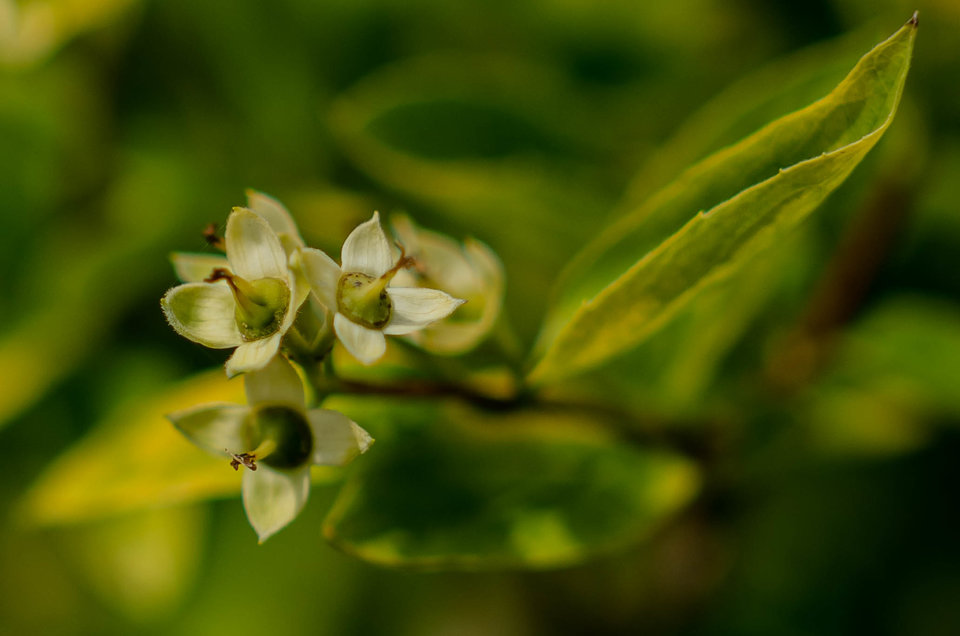 Małe kwiatki - mystic