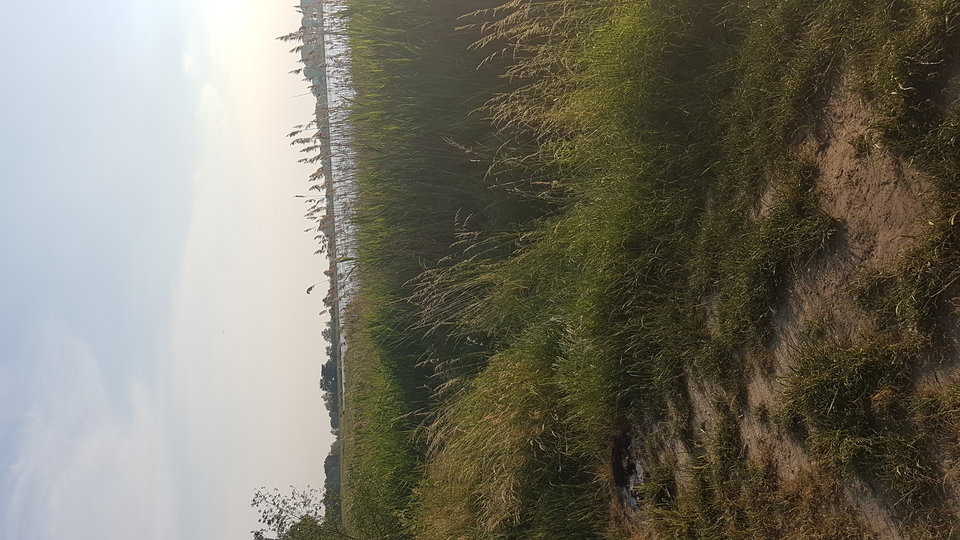 1528045063997530230078.jpg - Carolpoznan