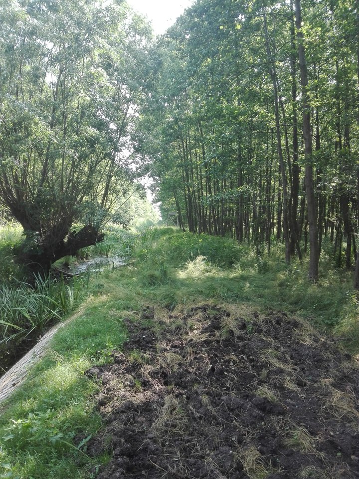 1528186552165-661489684.jpg - Mich1977