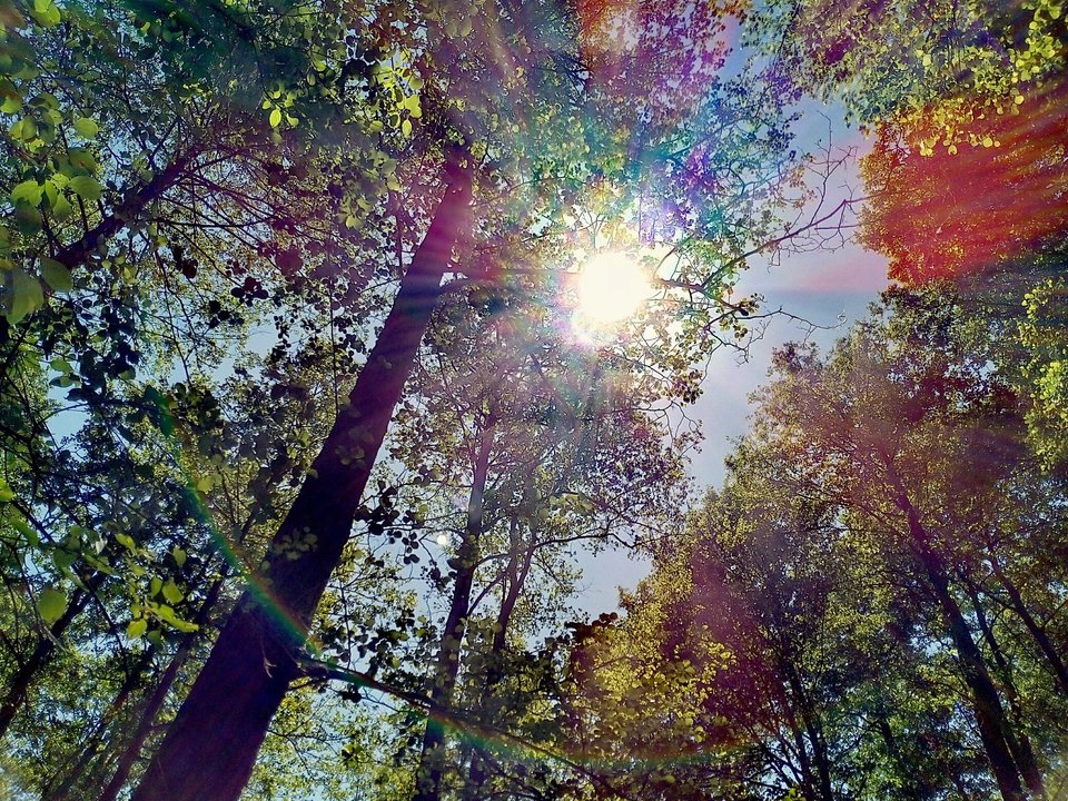 IMG_20180606_171126_760.jpg - Alien65