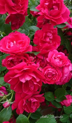 🌹🍀🌹🍀🌹🍀