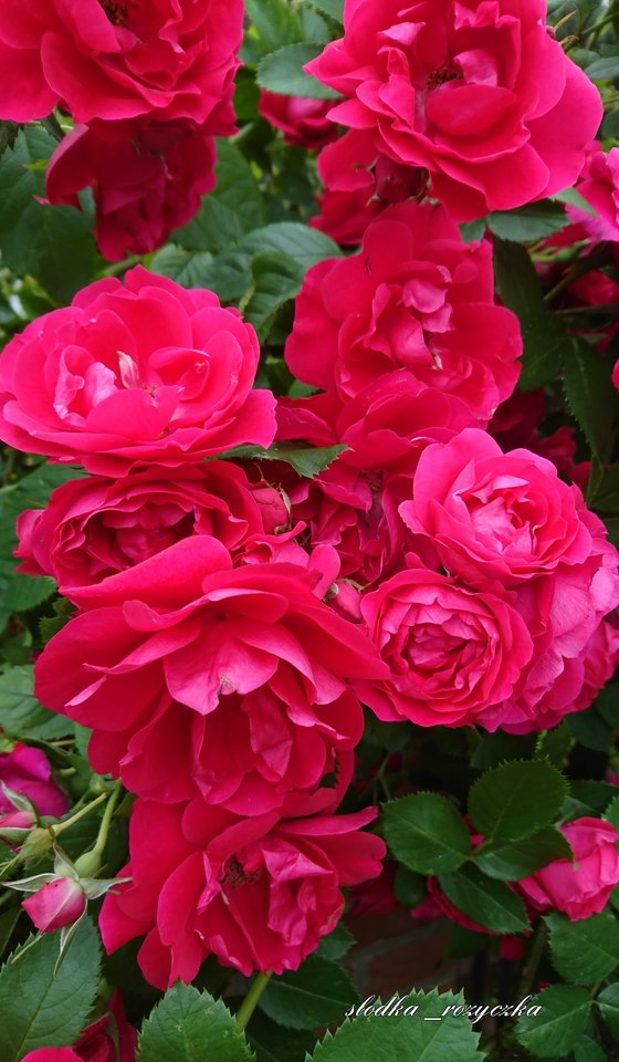🌹🍀🌹🍀🌹🍀 - Slodka_Rozyczka