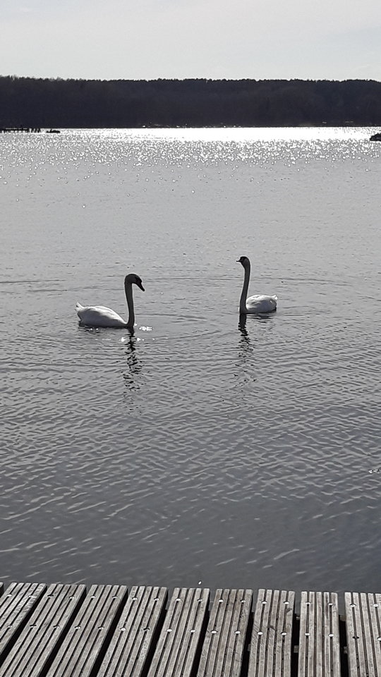 20180415_154936.jpg - wirtualna11