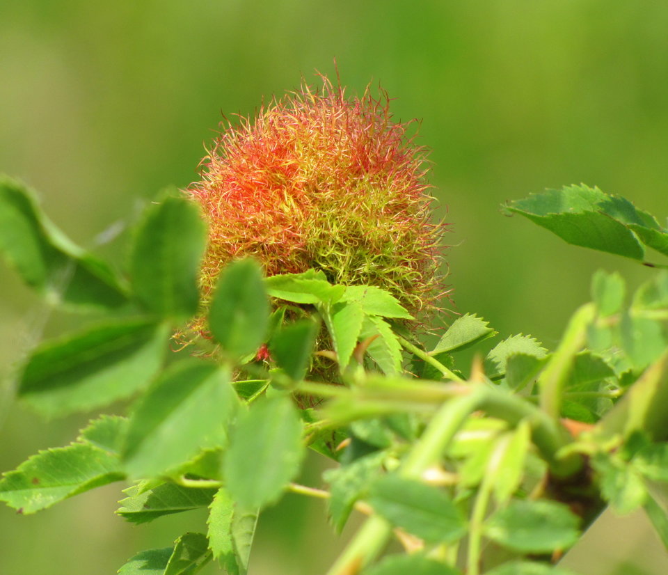 Wypatrzone w krzakach - adresat