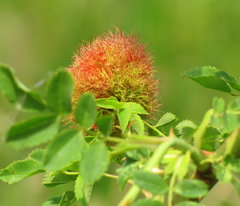 Wypatrzone w krzakach