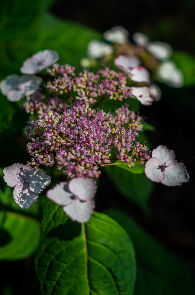Wild Hydrangea - mystic